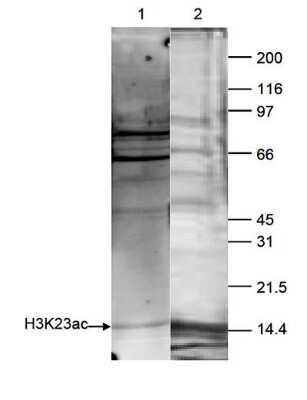 Western Blot: Histone H3 [ac Lys23] Antibody [NBP2-59175] - HeLa cells were treated with butyrate and histone extracts (15 ug) were analysed by Western blot using the antibody against H3K23ac diluted 1:250 in TBS-Tween containing 5% skimmed milk (lane 1). Lane 2 shows a coomassie blue staining of the gel. Observed molecular weight is ~15 kDa.